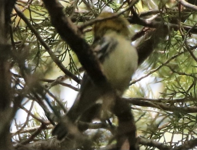 Grünmantel-Waldsänger - ML266593521