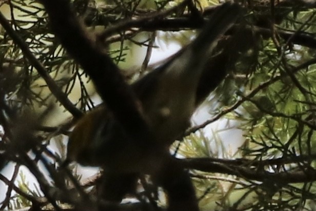 Grünmantel-Waldsänger - ML266593531