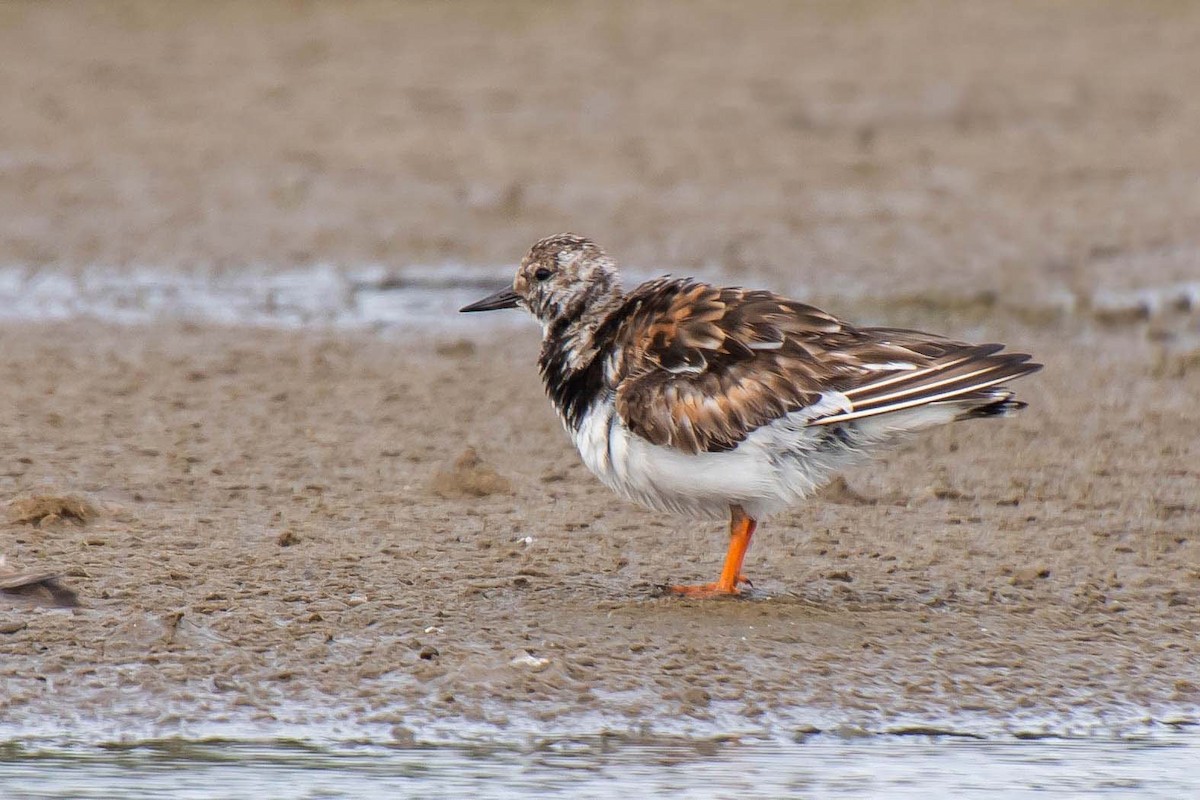 Ruddy Turnstone - Harish Babu M