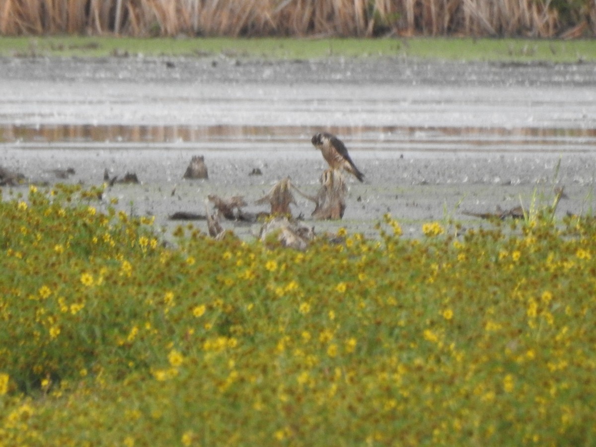 Halcón Peregrino - ML266598211