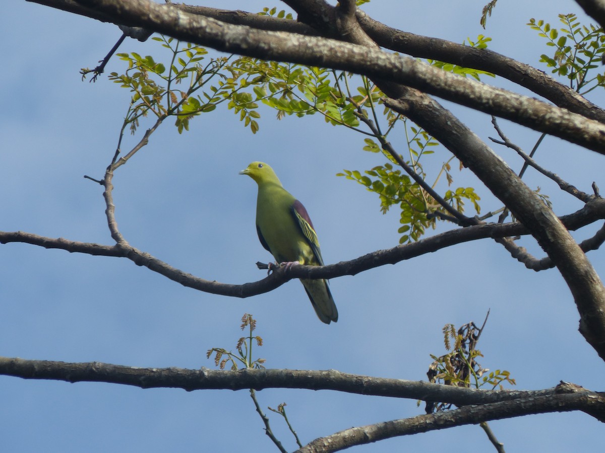 Sri Lanka Green-Pigeon - ML266600061