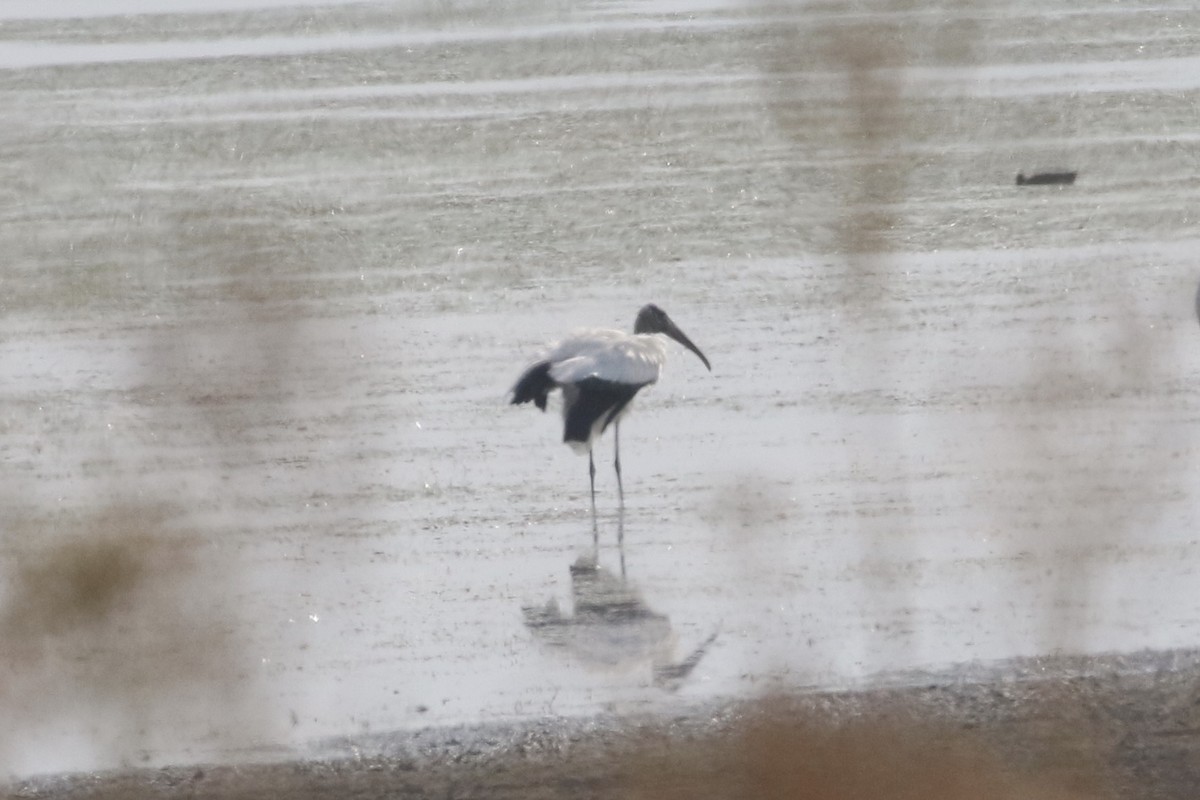 Wood Stork - ML266601391