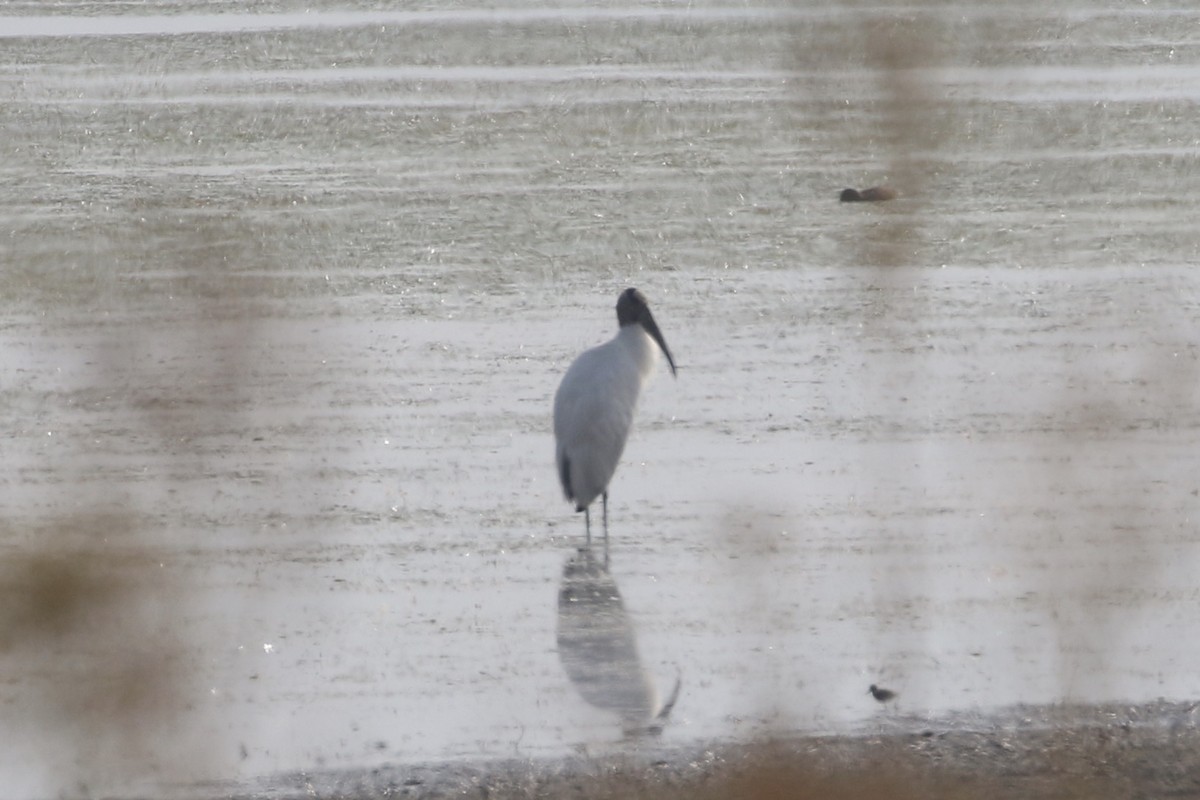 Wood Stork - ML266601411