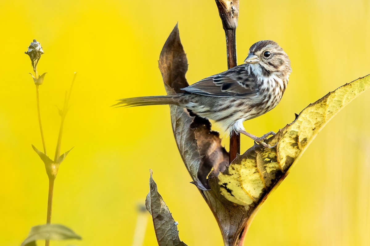 Song Sparrow - Brad Imhoff