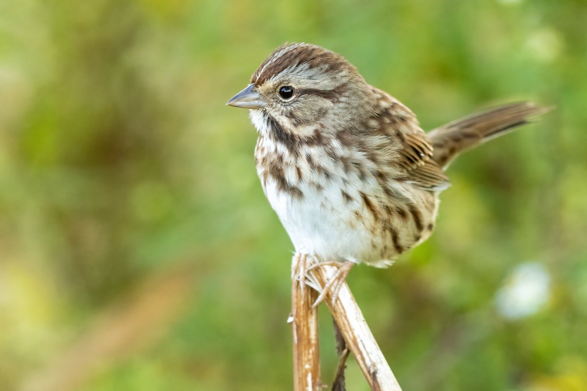 Song Sparrow - Brad Imhoff