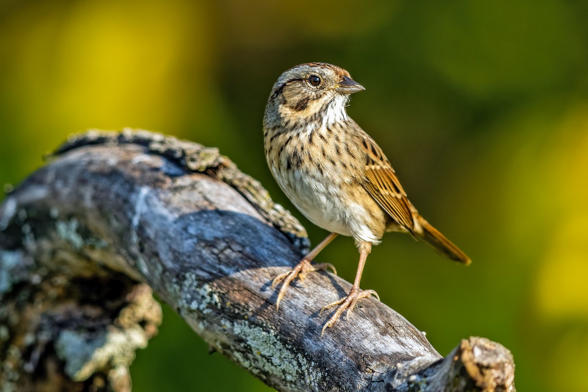 Lincoln's Sparrow - ML266602651