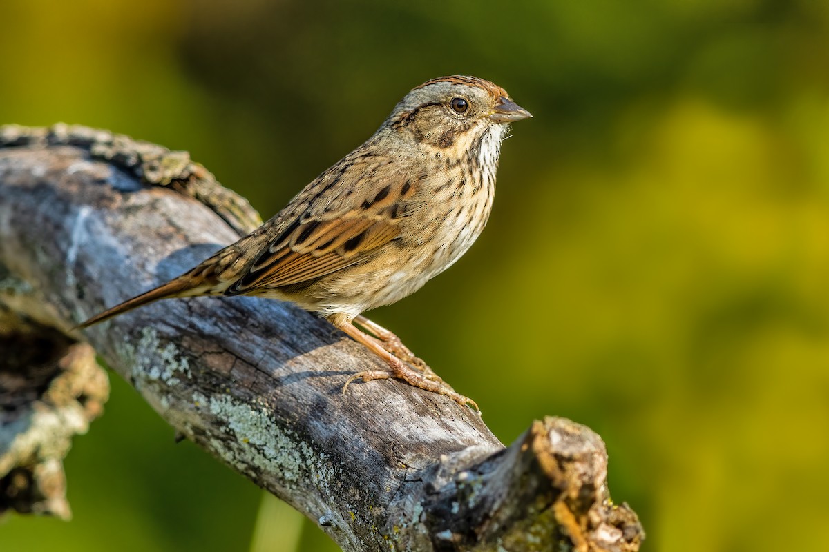 Lincoln's Sparrow - ML266602711