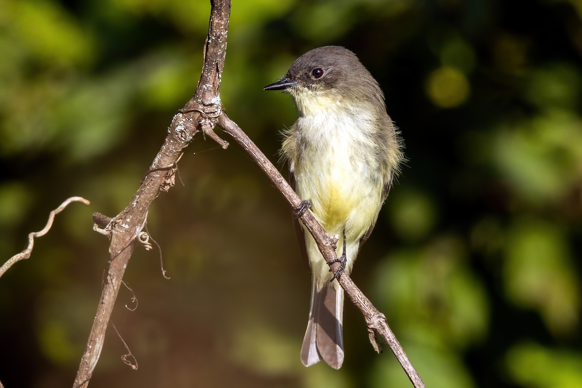 Eastern Phoebe - Brad Imhoff