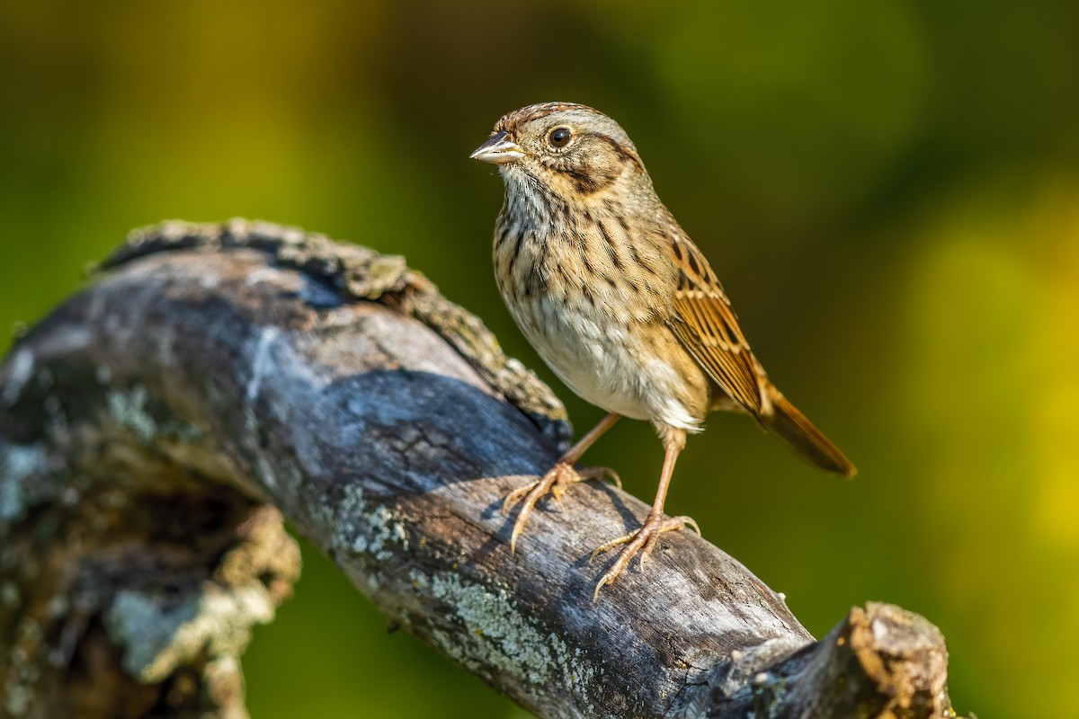 Lincoln's Sparrow - ML266602731