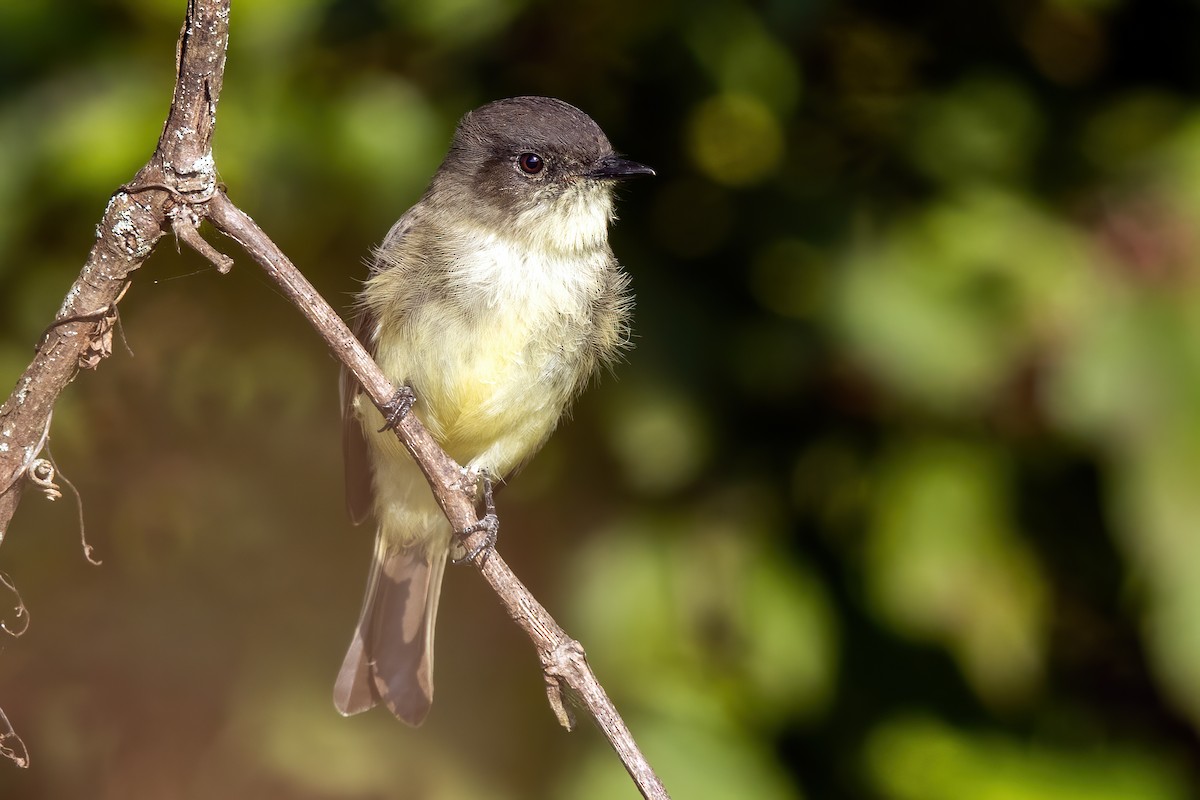 Eastern Phoebe - ML266602741