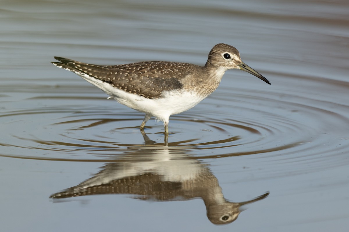 Solitary Sandpiper - Brad Imhoff