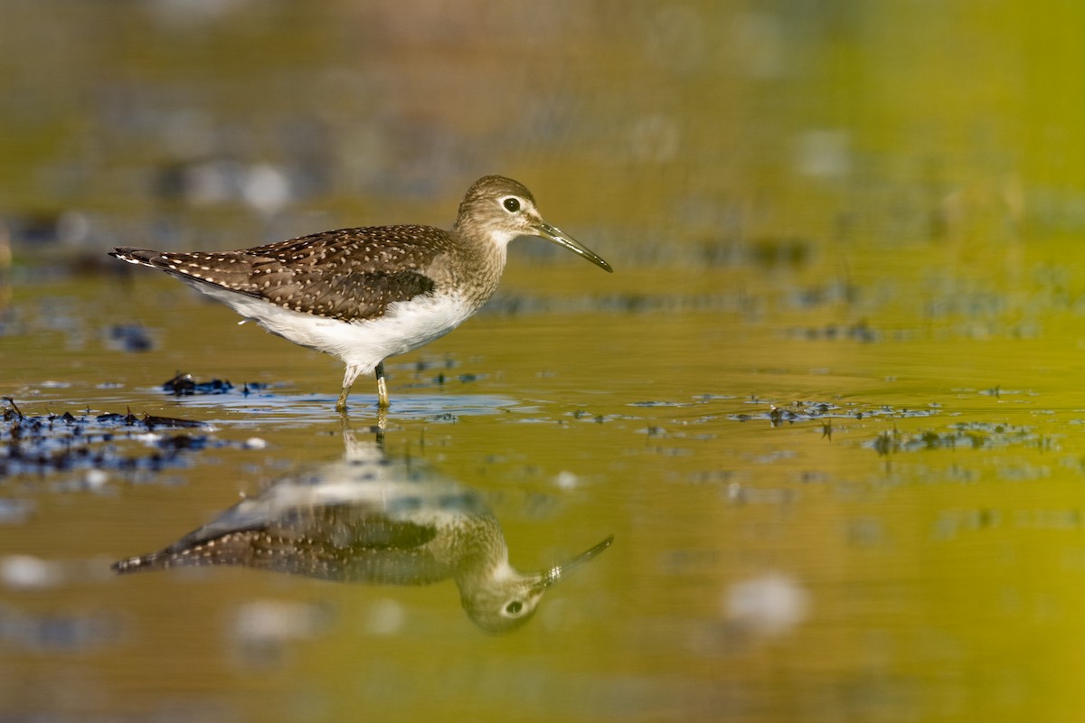 Solitary Sandpiper - ML266602821