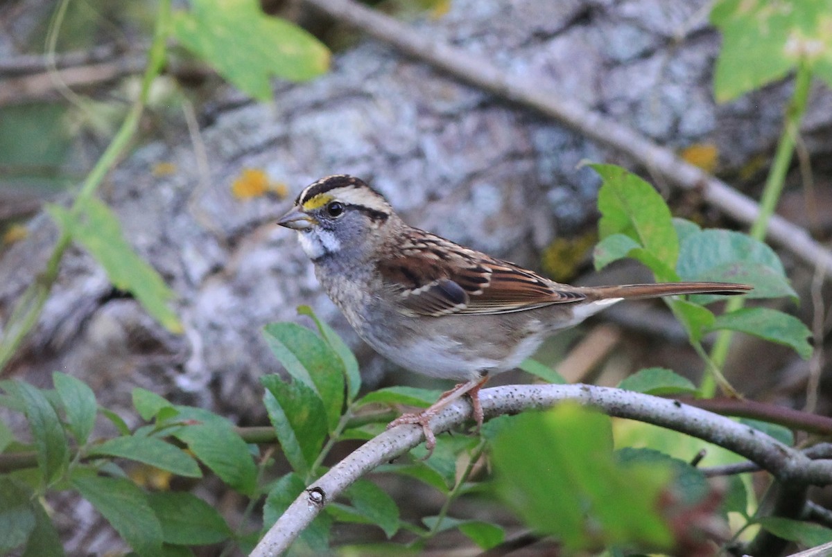 White-throated Sparrow - ML266603471