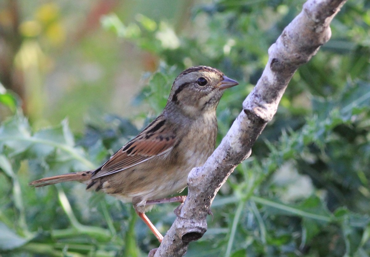 Swamp Sparrow - ML266603521