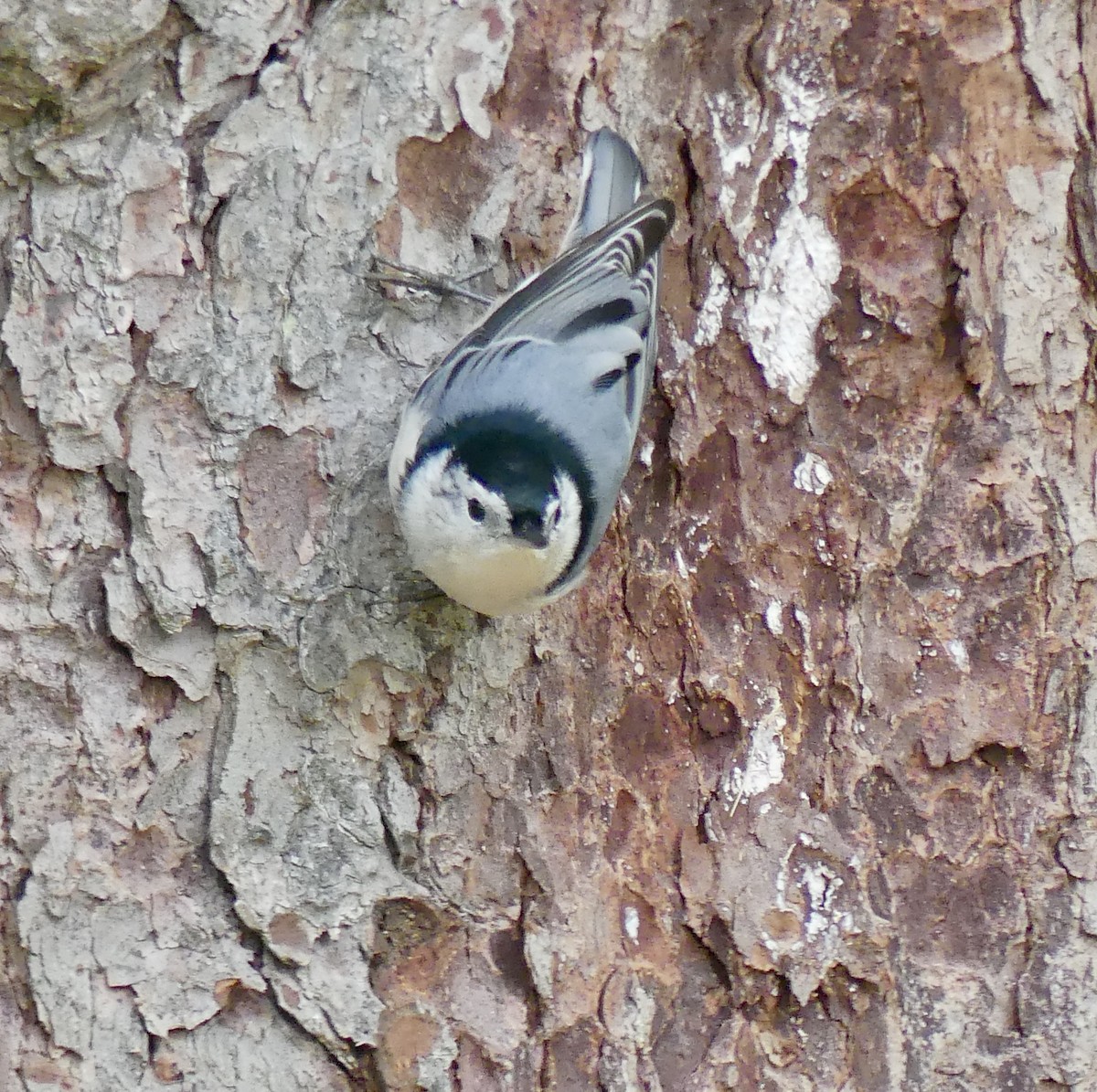 White-breasted Nuthatch - ML266604101