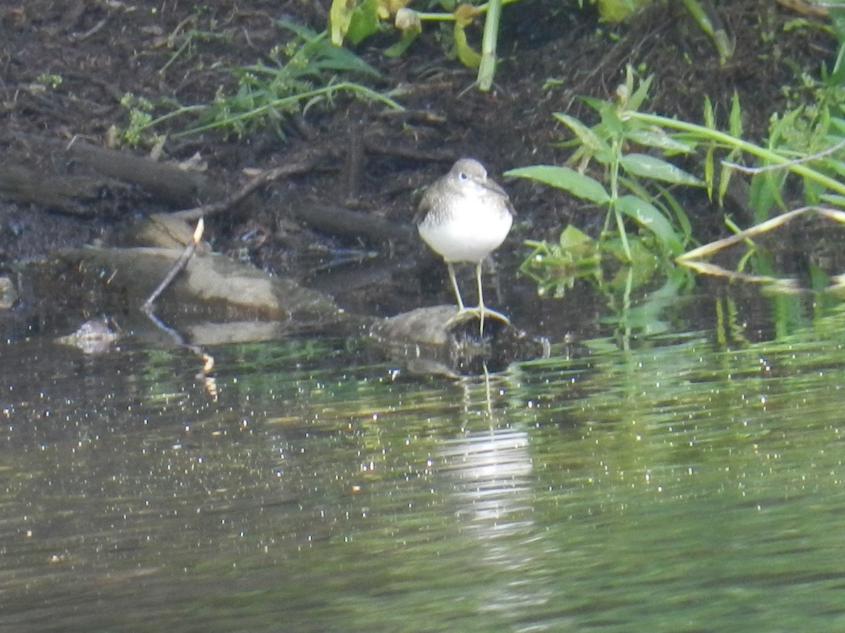 Solitary Sandpiper - ML266604541