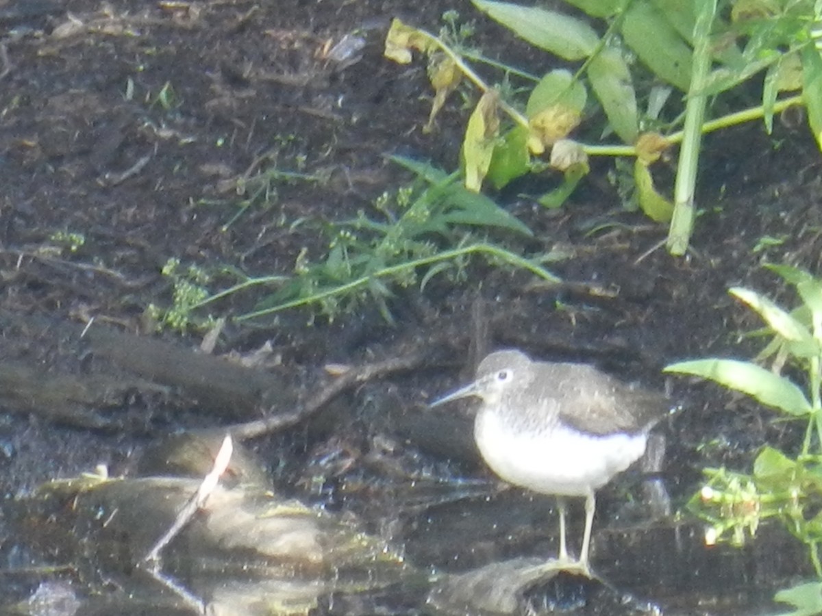 Solitary Sandpiper - ML266604681