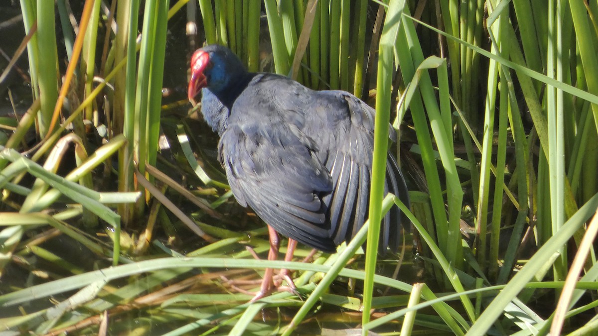 Western Swamphen - angel Vela laina