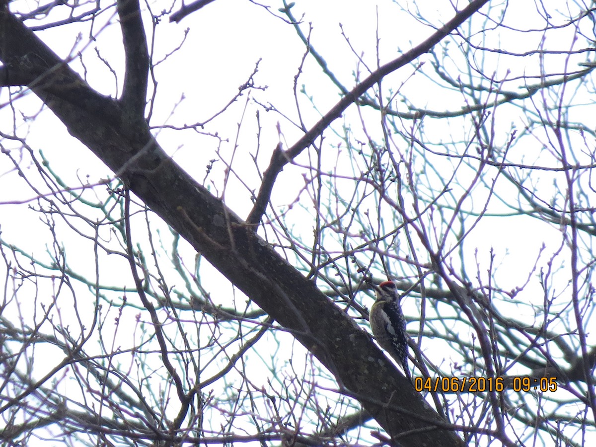 Yellow-bellied Sapsucker - Rhett Quigley