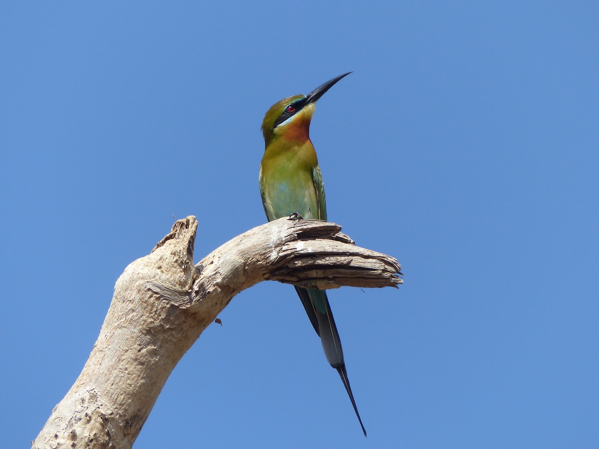 Blue-tailed Bee-eater - ML266609231