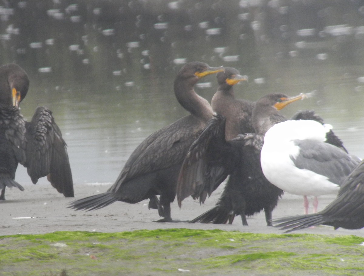 Cormoran à aigrettes - ML266611851