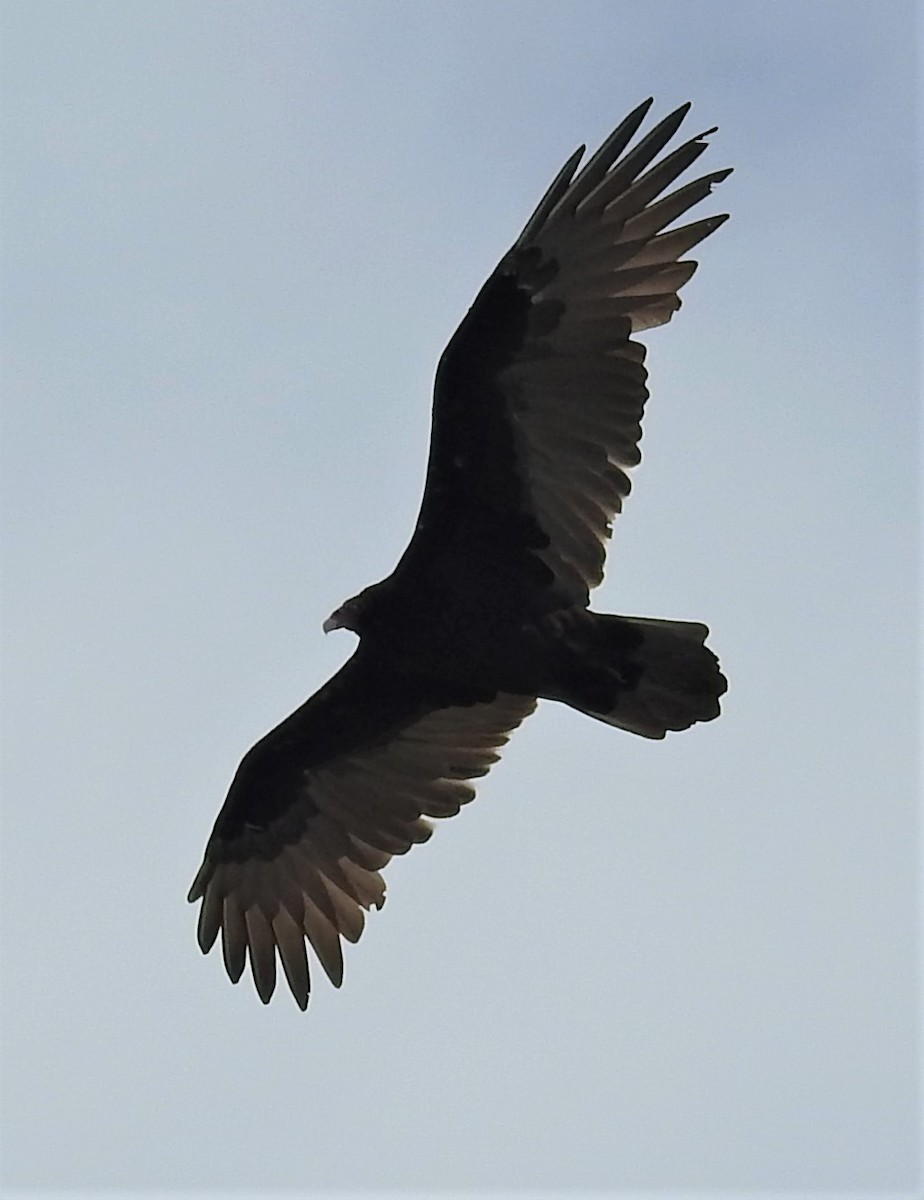 Turkey Vulture - ML266611871