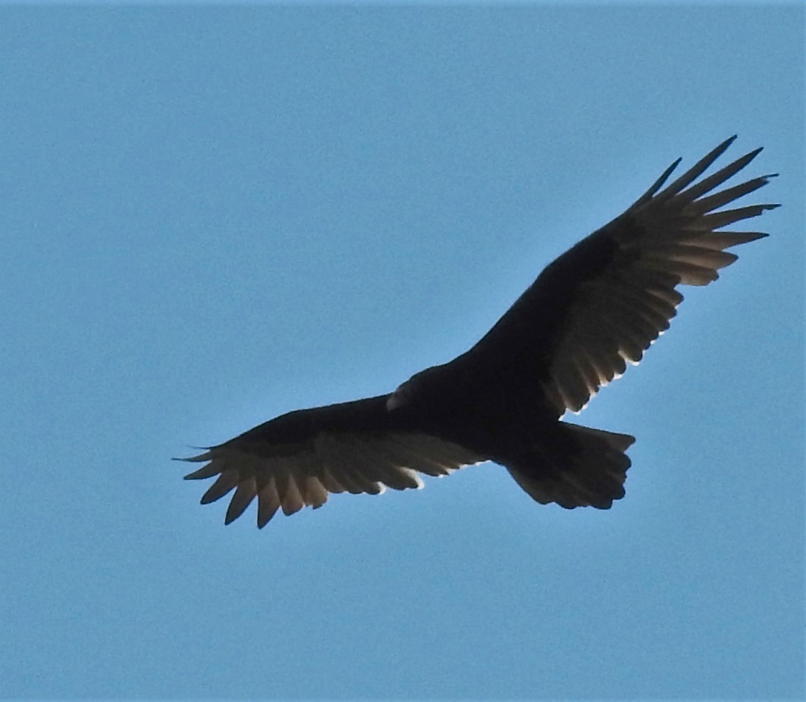 Turkey Vulture - ML266612541