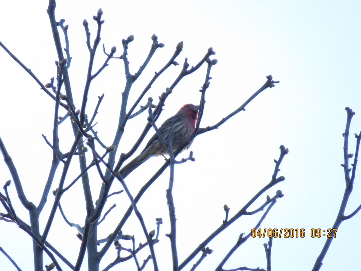 House Finch - ML26661311