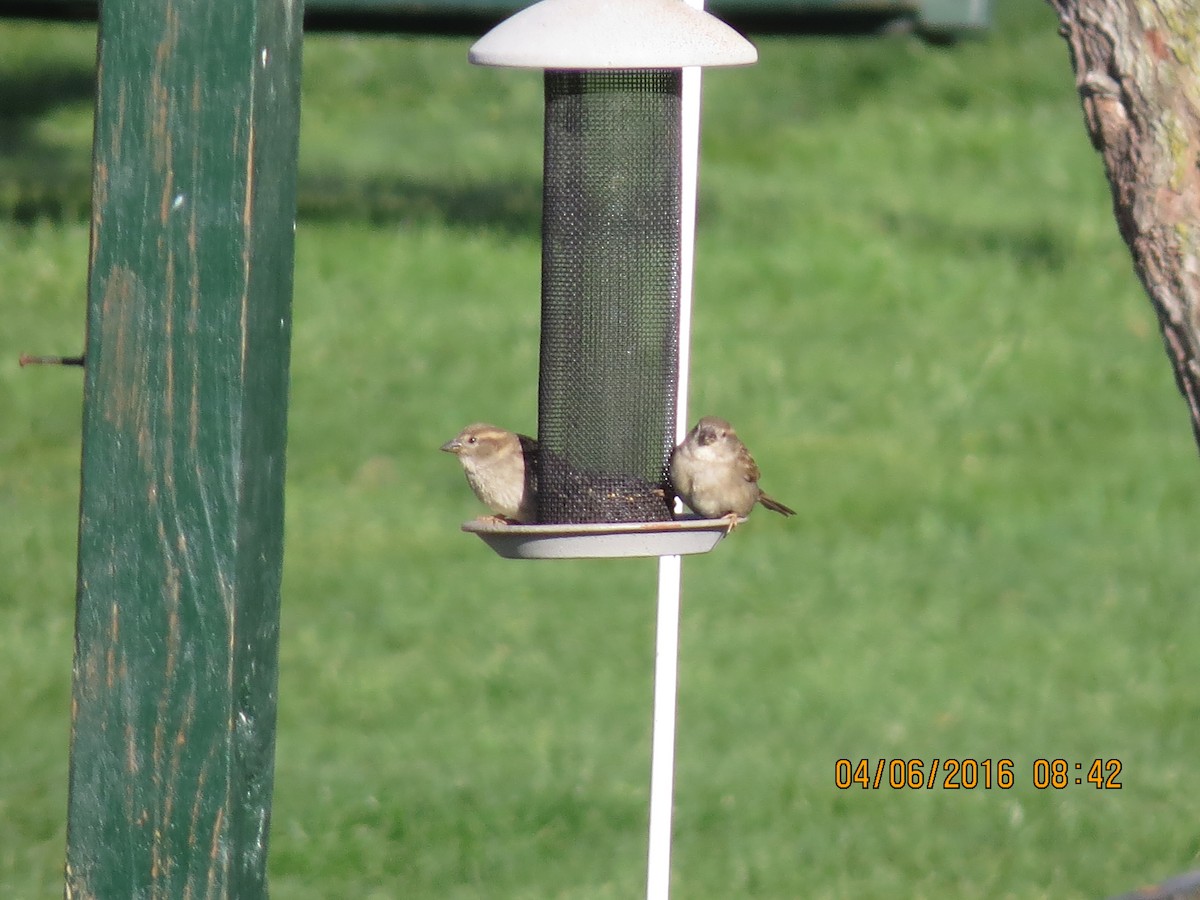 House Sparrow - ML26661351