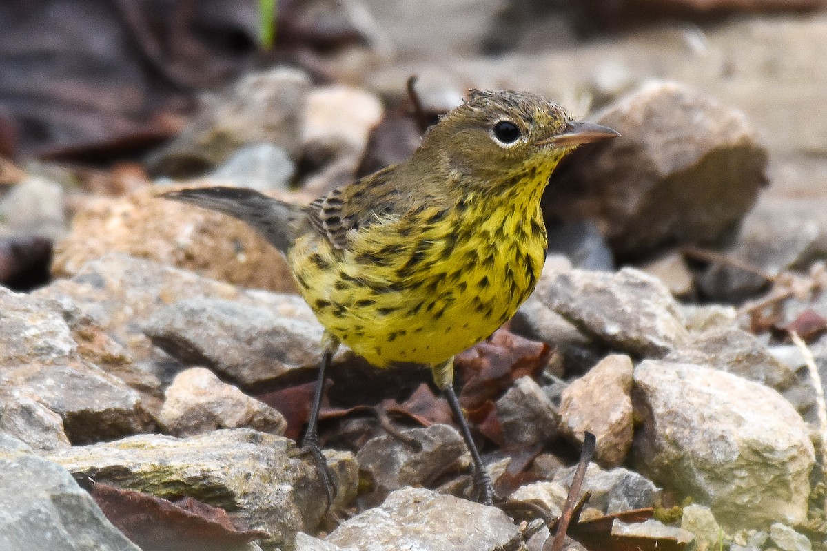 Kirtland's Warbler - Patty Masten