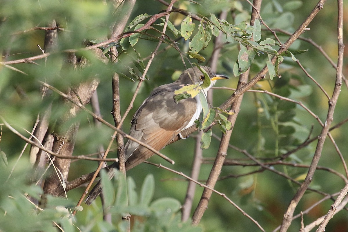 Yellow-billed Cuckoo - ML266614571