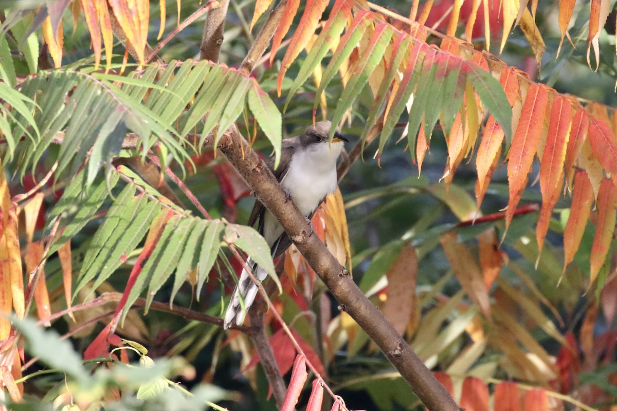 Yellow-billed Cuckoo - ML266614741