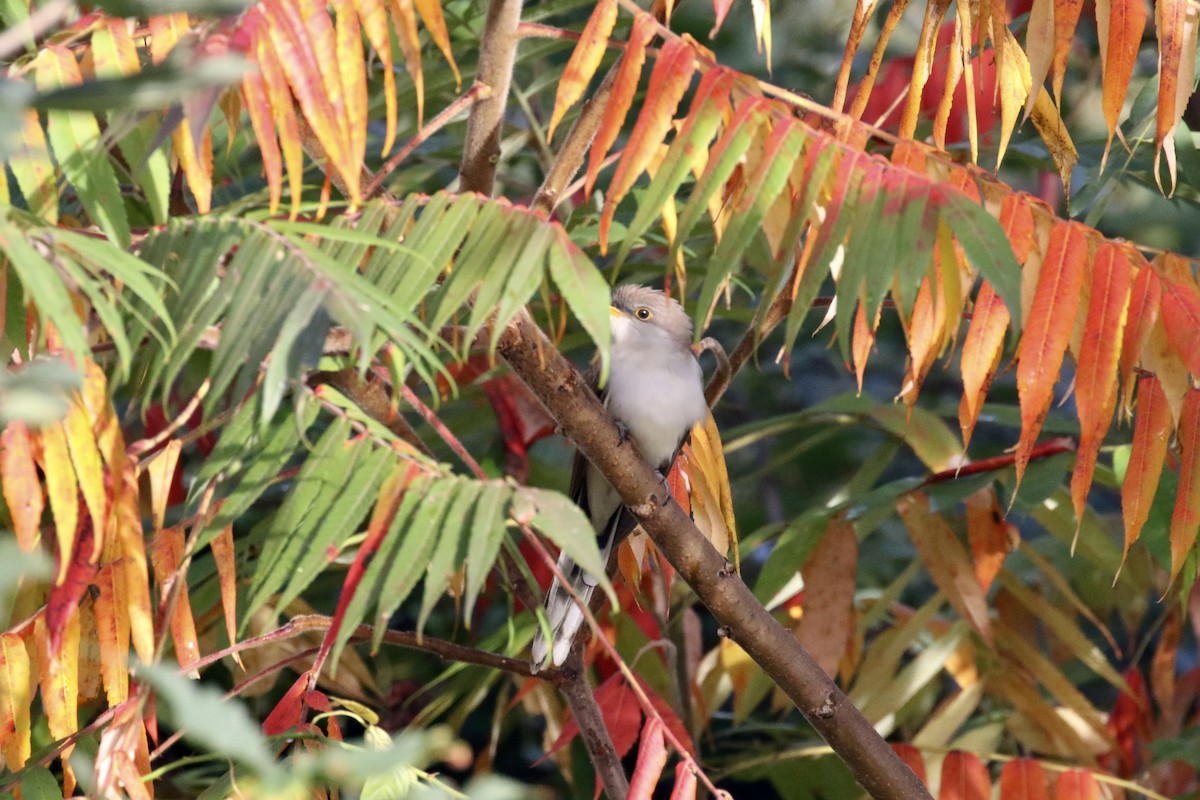 Yellow-billed Cuckoo - ML266614761