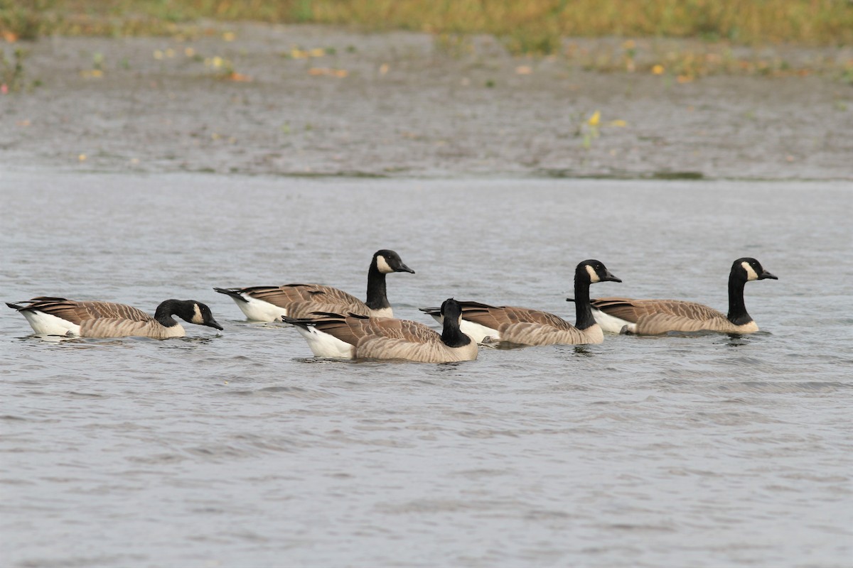 Canada Goose - ML266617401