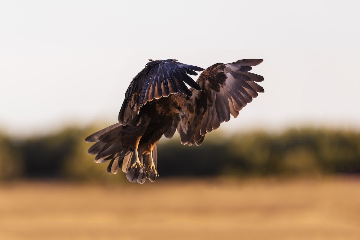 Western Marsh Harrier - Stefan Hirsch