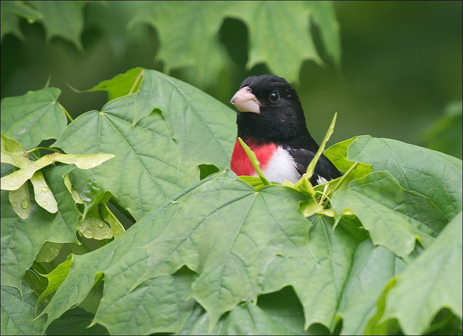 Rose-breasted Grosbeak - ML266619931