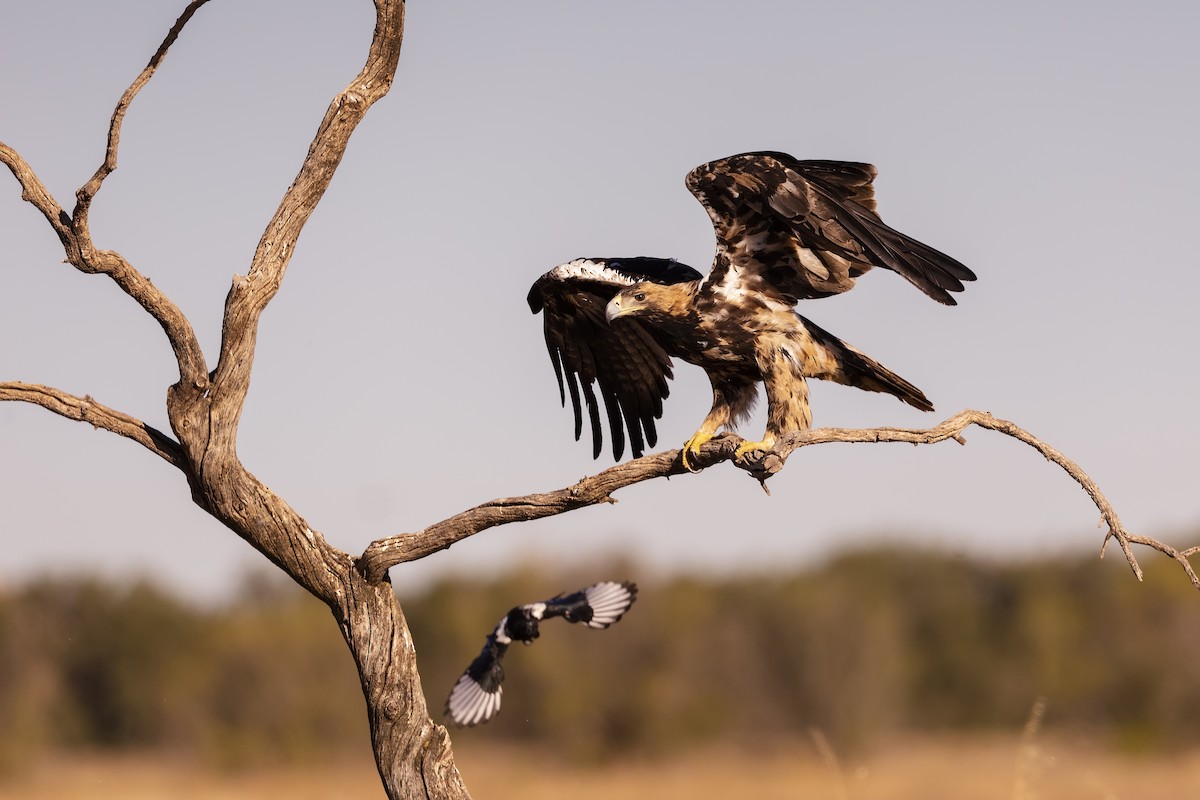 Spanish Eagle - Stefan Hirsch