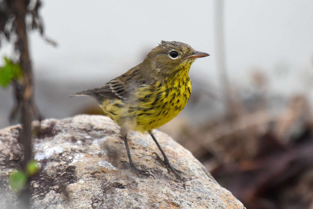 Kirtland's Warbler - ML266623121