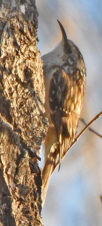 Brown Creeper - ML26662611