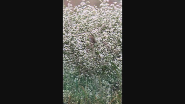 LeConte's Sparrow - ML266626401