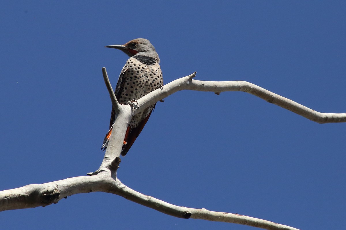 Northern Flicker (Red-shafted) - Susan Hunter