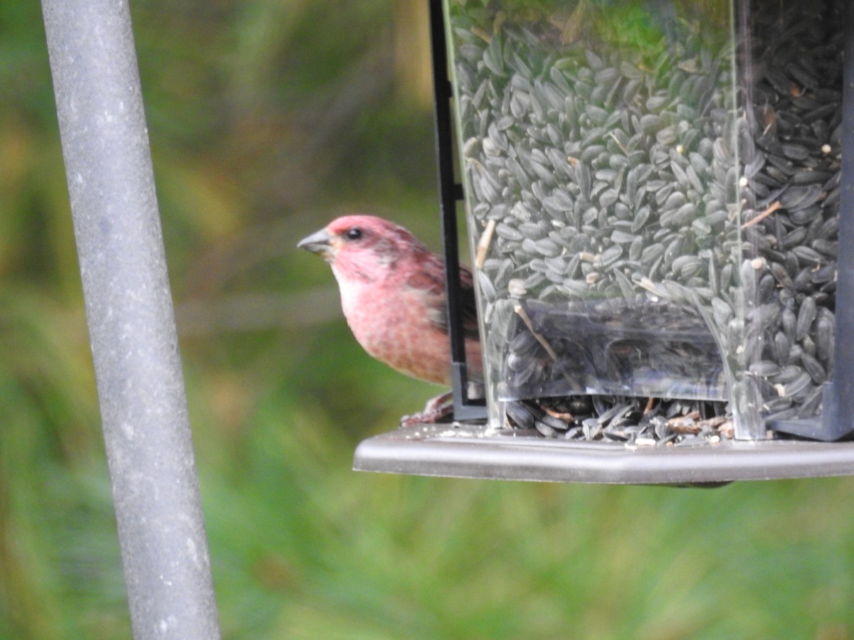 Purple Finch - ML266629421