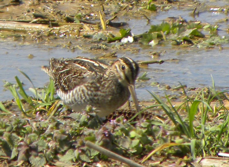 Wilson's Snipe - ML26663021