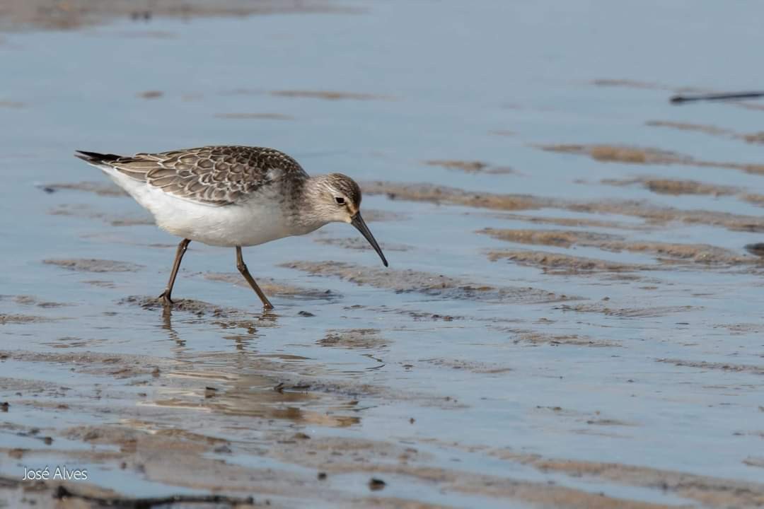 Curlew Sandpiper - ML266630901