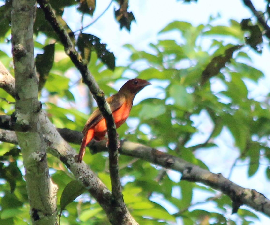 Guianan Red-Cotinga - ML266632161