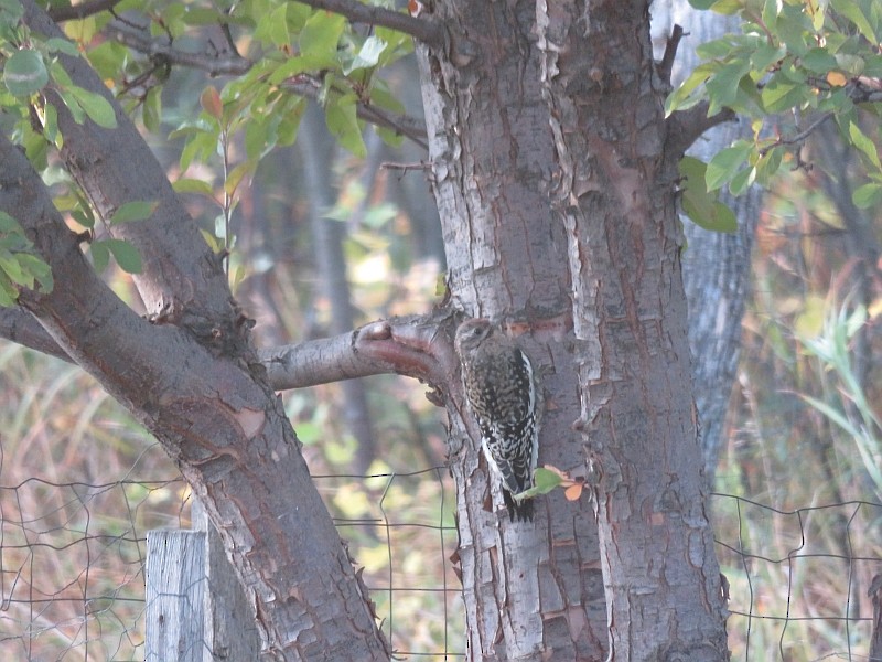 Yellow-bellied Sapsucker - ML266635891