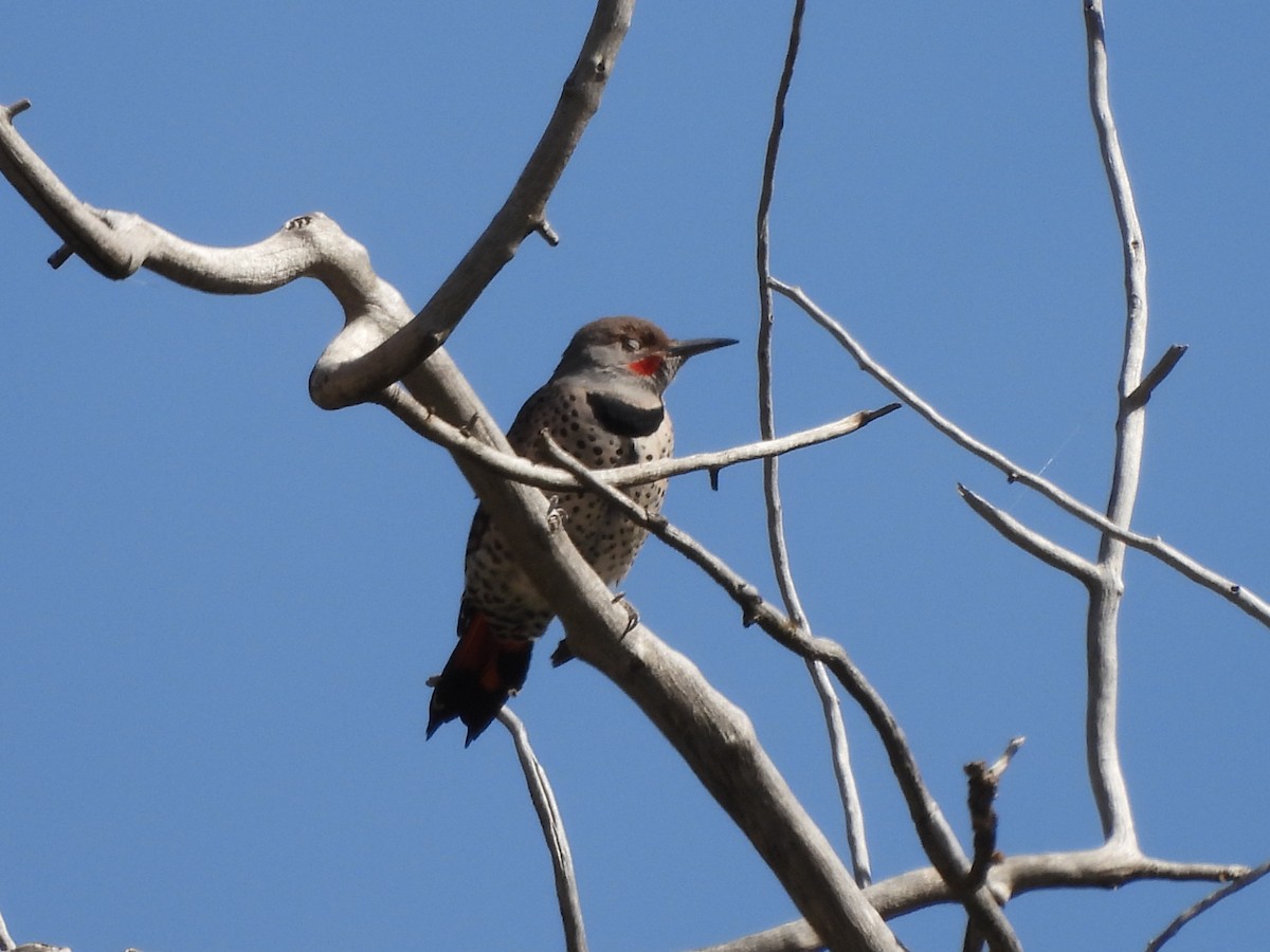 Northern Flicker (Red-shafted) - ML266636671