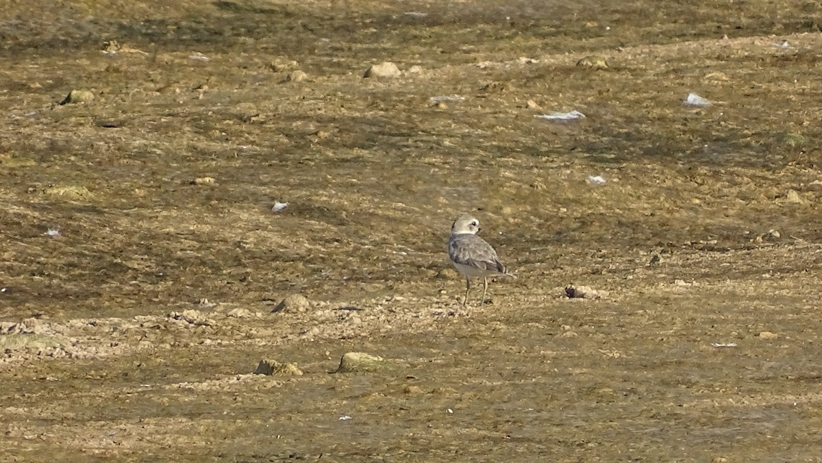 Snowy Plover - ML266636991