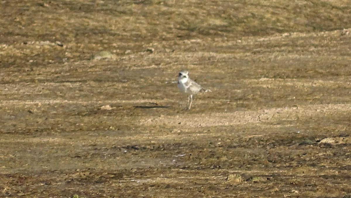 Snowy Plover - ML266637001