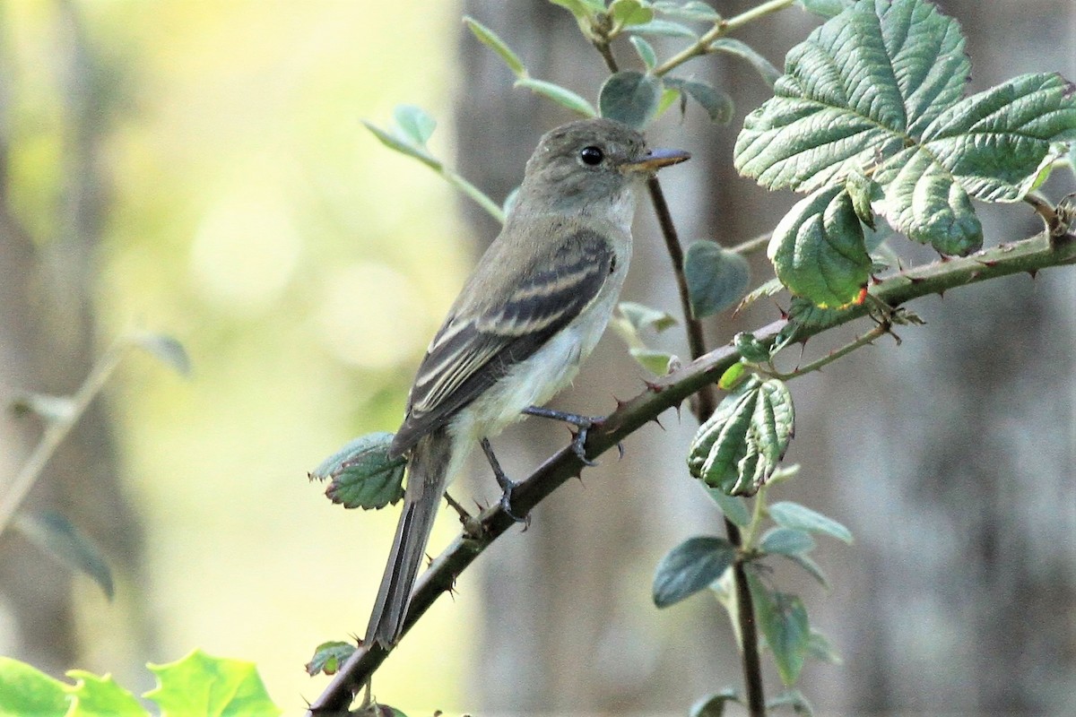 Willow Flycatcher - ML266638721